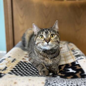 Domestic Short Hair Cats Available for Adoption in Fargo, North Dakota - Bama | PetCurious