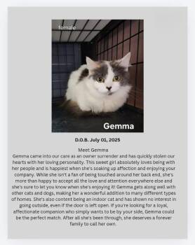 Gemma -  Domestic Medium Hair Cat for Adoption in Yellowknife, Northwest Territories - Gemma | PetCurious