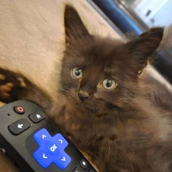 Sash -  Domestic Short Hair Cat for Adoption in Cumming, Georgia - Sash | PetCurious
