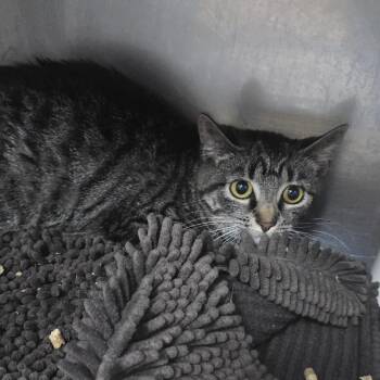 Domestic Short Hair Cats Available for Adoption in Yanceyville, North Carolina - Newt 26-0207 | PetCurious