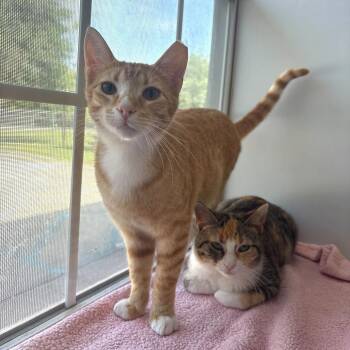 Stranger Danger -  Domestic Short Hair Cat for Adoption in Carencro, Louisiana - Stranger Danger | PetCurious