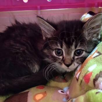 Jezebel -  Domestic Medium Hair and Domestic Short Hair Cat for Adoption in Grand Rapids, Minnesota - Jezebel | PetCurious