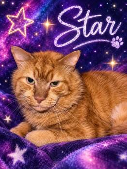 Star -  Domestic Medium Hair Cat for Adoption in Detroit, Michigan - Star | PetCurious