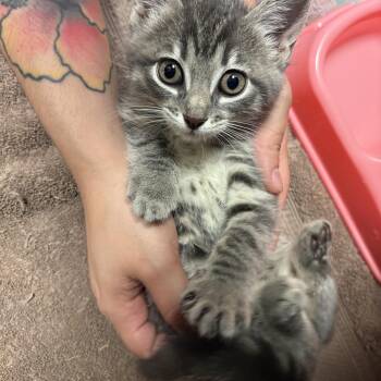 Domestic Short Hair Cats Available for Adoption in Lake Tapwingo, Missouri - Susurrus | PetCurious