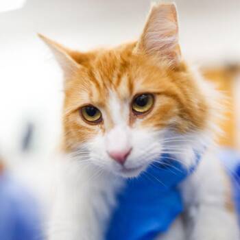 Domestic Short Hair Cats Available for Adoption in Dover, New Hampshire - Reginald | PetCurious