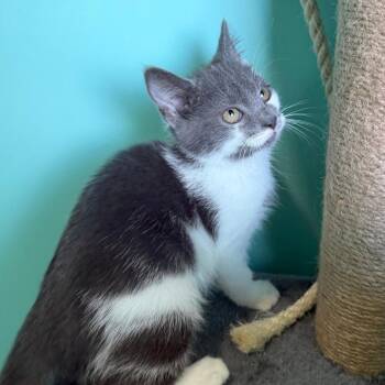 Cardinals -  Domestic Short Hair Cat for Adoption in Falls Church, Virginia - Cardinals | PetCurious