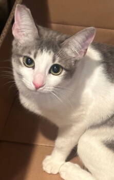 Rescue Domestic Short Hair and Turkish Van Cats for Adoption in Palo Alto, California - Cecilia | PetCurious