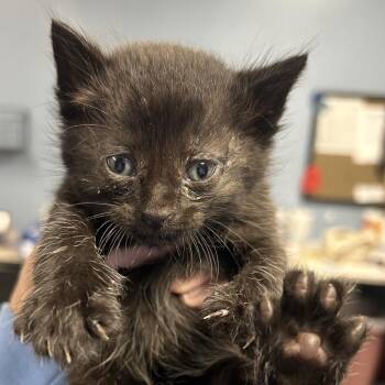 Domestic Short Hair Cats Available for Adoption in Saint Joseph, Missouri - 2Pac(M1) | PetCurious