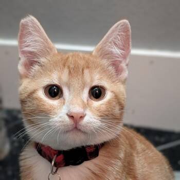 Ricky the love bomber -  Domestic Short Hair Cat for Adoption in Portland, Oregon - Ricky The Love Bomber | PetCurious