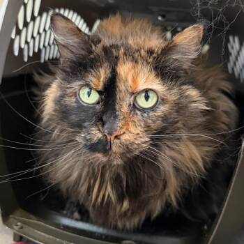 Domestic Long Hair Cats Available for Adoption in Mankato, Minnesota - Bijou | PetCurious