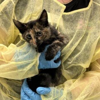 Pinky -  Domestic Short Hair Cat for Adoption in Murray, Utah - Pinky | PetCurious