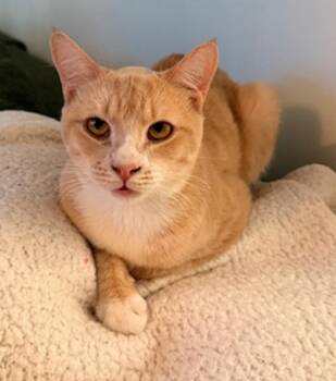 Rescue Domestic Short Hair Cats for Adoption in Melrose, Massachusetts - Willow | PetCurious