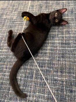 Cento -  Domestic Short Hair Cat for Adoption in Duxbury, Massachusetts - Cento | PetCurious