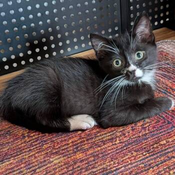 Pete -  Domestic Short Hair Cat Available for Adoption in Gun Barrel City, Texas - Pete | PetCurious