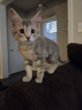 Melia -  Domestic Short Hair Cat for Adoption in Millcreek, Utah - Melia | PetCurious