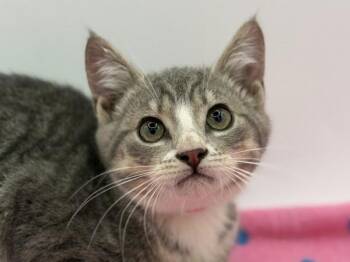Khloe -  Domestic Short Hair Cat for Adoption in Portland, Oregon - Khloe | PetCurious