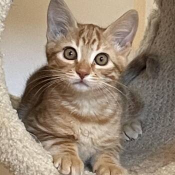 Sunshine -  Domestic Short Hair Cat for Adoption in Santa Rosa, California - Sunshine | PetCurious