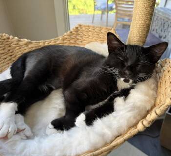 Domestic Short Hair Cats Available for Adoption in Vancouver, Washington - Buck | PetCurious