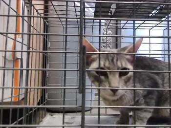 Domestic Short Hair Cats Available for Adoption in Tulsa, Oklahoma - GABBY | PetCurious