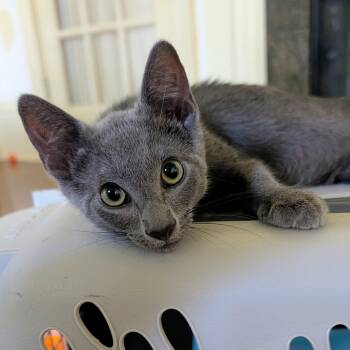 Oscar is awesome -  Domestic Short Hair Cat for Adoption in Cat Spring, Texas - Oscar Is Awesome | PetCurious