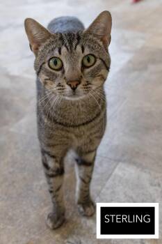 Tabby Cats Available for Adoption in Greenville, Delaware - Sterling (FCID# 03/23/2026 - 39 Trainer) | PetCurious