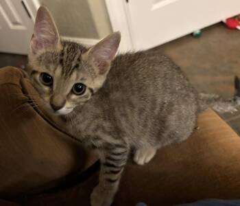 Rosemary -  Domestic Short Hair Cat for Adoption in Oviedo, Florida - Rosemary | PetCurious