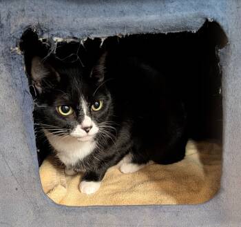Rescue Domestic Short Hair Cats for Adoption in Tucson, Arizona - Nikki | PetCurious