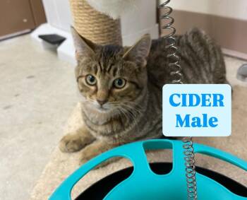 Rescue Tabby Cats for Adoption in Cannington, Ontario - Cider | PetCurious