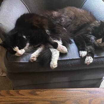 Moonpie McKenzie -  Domestic Medium Hair Cat for Adoption in Merrifield, Virginia - Moonpie McKenzie | PetCurious