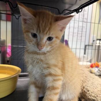 Domestic Medium Hair Cats Available for Adoption - Cadbury | PetCurious