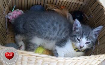 Monica -  Domestic Medium Hair Cat for Adoption in Sidney, Ohio - Monica | PetCurious