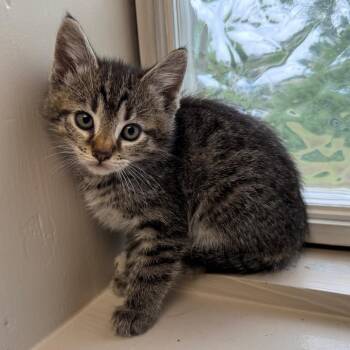Masala Chai -  Domestic Short Hair Cat for Adoption in Tuscaloosa, Alabama - Masala Chai | PetCurious