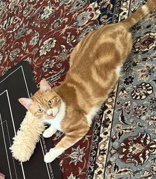 Lilly -  Domestic Short Hair Cat for Adoption in Tallahassee, Florida - Lilly | PetCurious