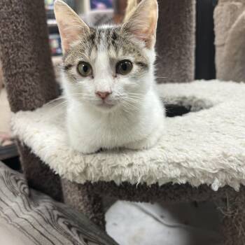 Rescue Domestic Short Hair Cats for Adoption in Palmetto, Florida - Birdie | PetCurious