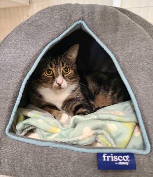 Oakley -  Domestic Short Hair Cat for Adoption in Kirkland, Washington - Oakley | PetCurious