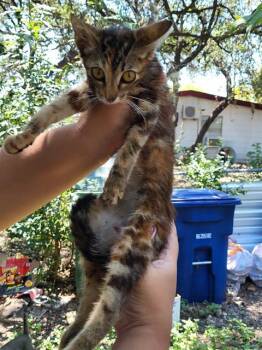 MYSTERY -  Domestic Short Hair Cat for Adoption in San Antonio, Texas - MYSTERY | PetCurious