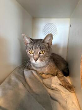 Domestic Short Hair Cats Available for Adoption - Silver | PetCurious