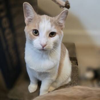 Rescue Domestic Short Hair Cats for Adoption in Gibsonia, Pennsylvania - Stimpy | PetCurious