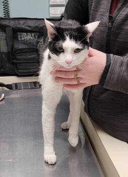 Sambuca -  Domestic Short Hair Cat Available for Adoption in Boynton Beach, Florida - Sambuca | PetCurious