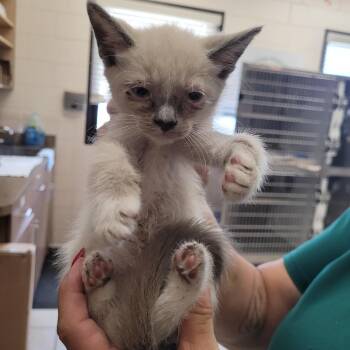 Domestic Short Hair Cats Available for Adoption in Lake Panasoffkee, Florida - Fred | PetCurious