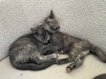 Maise and Molly -  Dilute Tortoiseshell and Domestic Short Hair Cat for Adoption in Walnut Creek, California - Maise And Molly | PetCurious