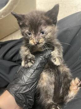 GERTRUDE -  Domestic Short Hair Cat for Adoption in Stockton, California - GERTRUDE | PetCurious