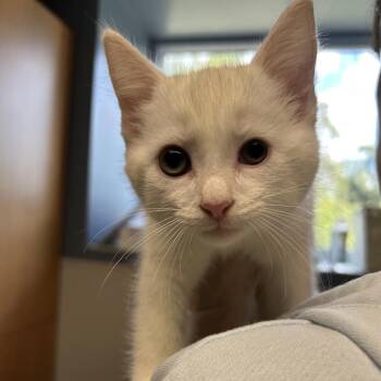 Ivan -  Domestic Medium Hair Cat for Adoption in Uniontown, Pennsylvania - Ivan | PetCurious