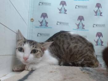 A600450 -  Domestic Short Hair Cat for Adoption in Orlando, Florida - A600450 | PetCurious