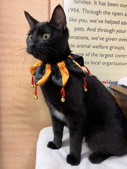 Rescue Domestic Short Hair Cats for Adoption in Camp Hill, Pennsylvania - Squeakers | PetCurious
