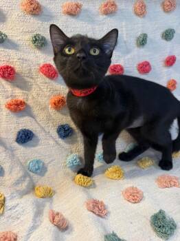 Foxy PA -  Domestic Short Hair Cat for Adoption in Denham Springs, Louisiana - Foxy PA | PetCurious