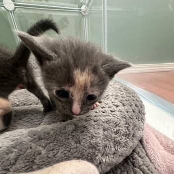 Domestic Short Hair Cats Available for Adoption - Myra | PetCurious