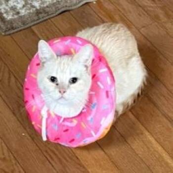 Domestic Short Hair Cats Available for Adoption in Pittsburgh, Pennsylvania - Peaches | PetCurious