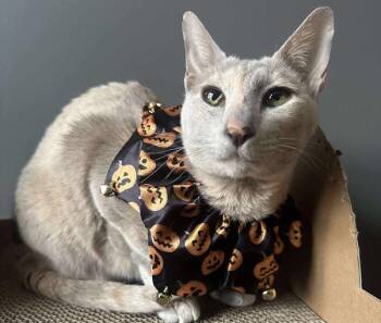 Rescue Oriental Short Hair and Dilute Calico Cats for Adoption in Kenosha, Wisconsin - NUTMEG & CINNAMON | PetCurious
