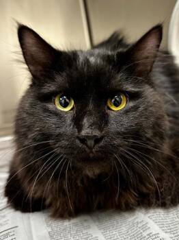 Domestic Long Hair Cats Available for Adoption - Teddy Bear | PetCurious